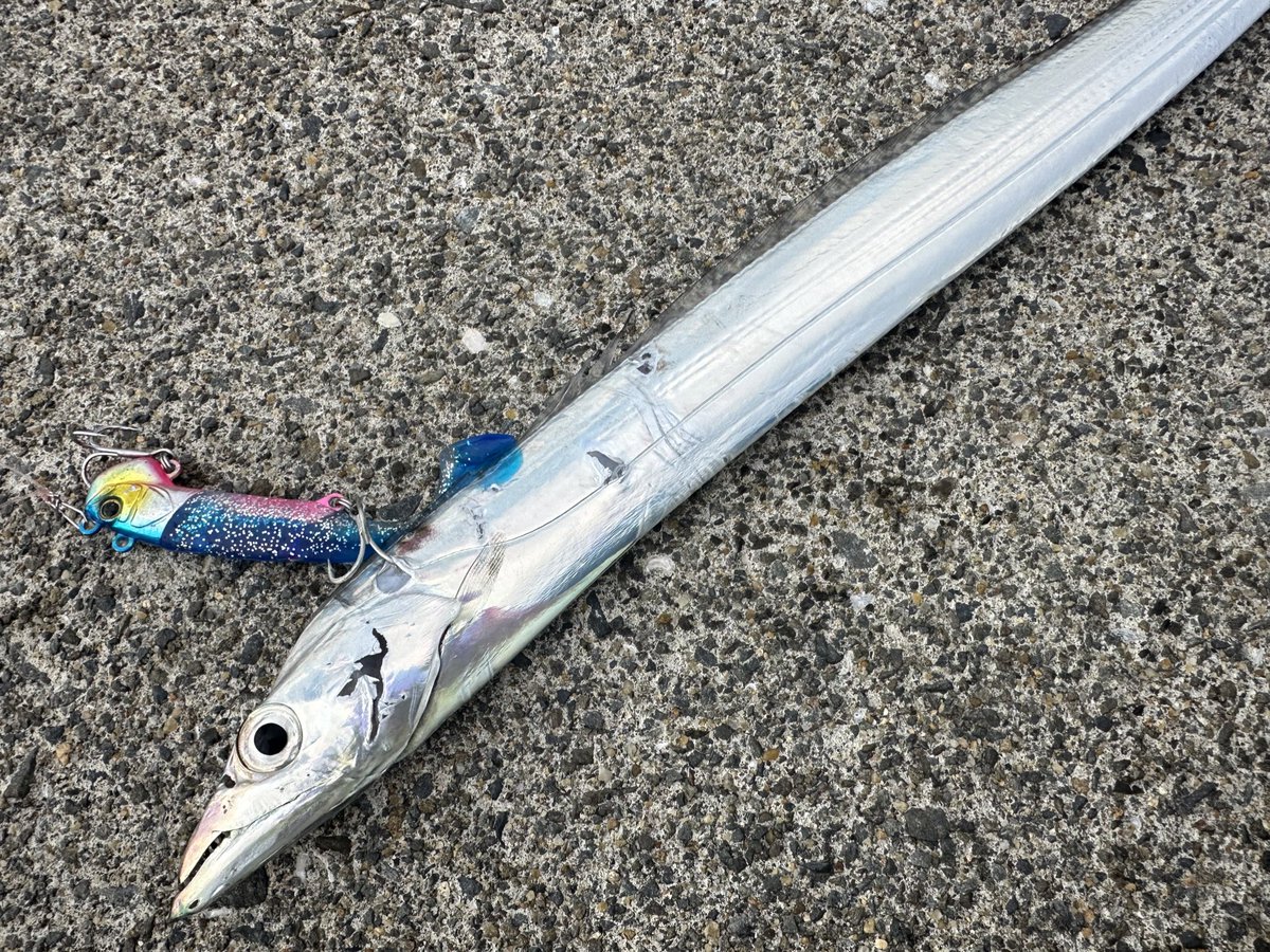 bittareangler's tweet photo. おはようございます❗️
日の出🌅前…どんどん遊魚船が引き返して来るので聞いてみると、海上は物凄い爆風だそうです🌀

ジャッカルのビッグバッカーワグシャッドでF2太刀魚✌️リリースして風裏にポイント移動します😆

#JACKALL
#BIGBACKER
#WAGSHAD https://t.co/pbTEdKuIna