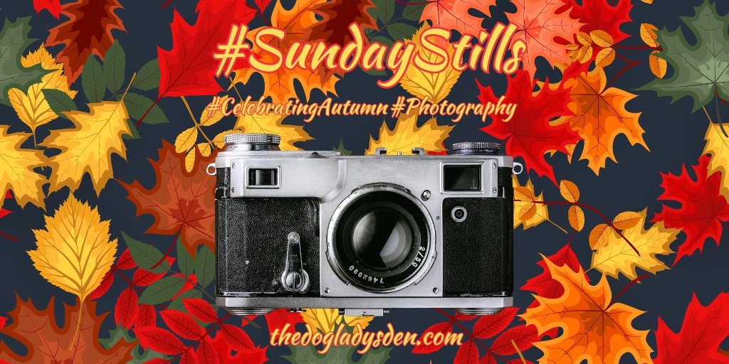 🍂🍂 CELEBRATING AUTUMN 🍂🍂 #SundayStills #Photography #WW 📷 dlvr.it/TDYWN5