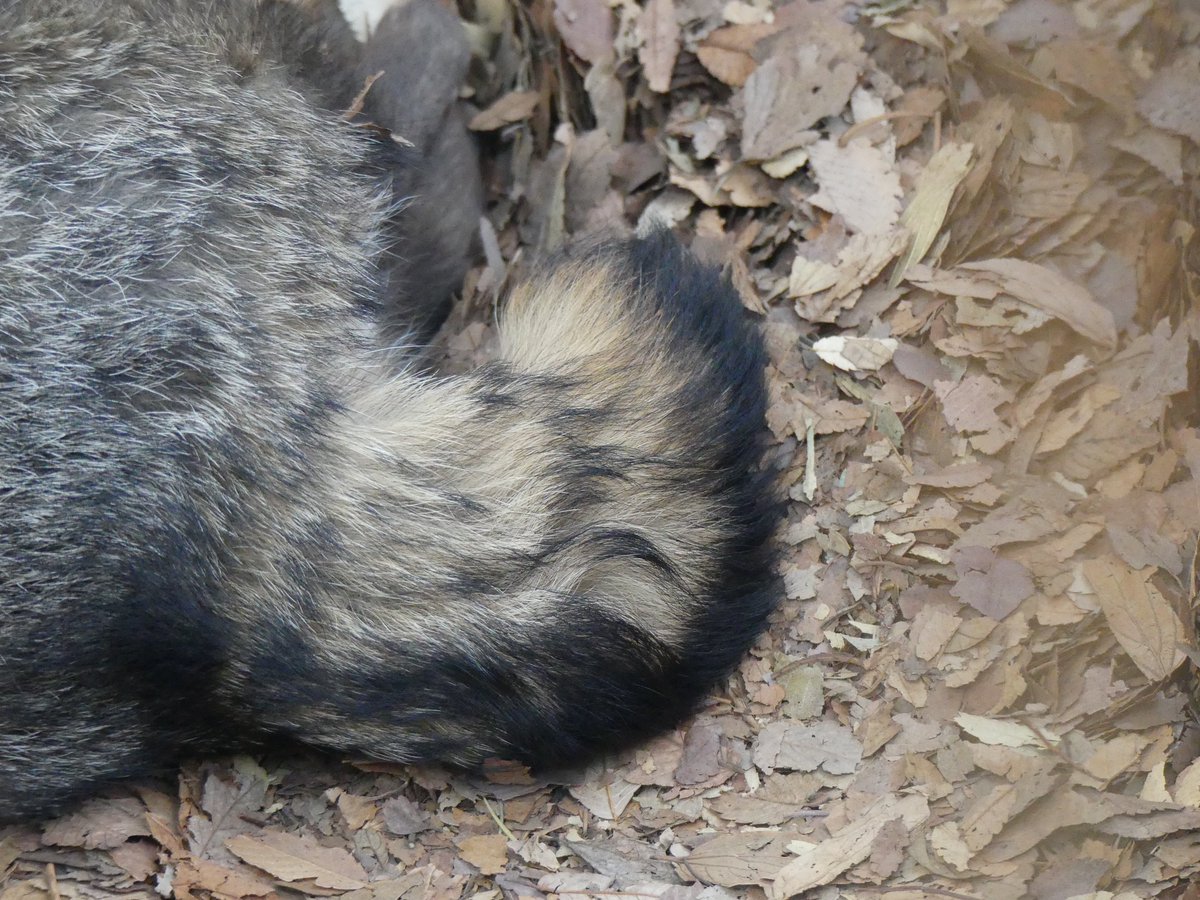 Daily Tanuki Bot (@dailytanuki) on Twitter photo 