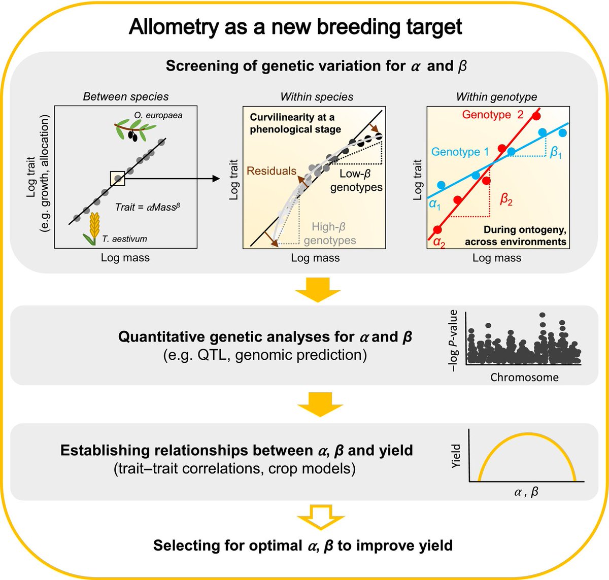 How plant allometry can support plant breeding and crop modeling 

Westgeest et al.

📖 nph.onlinelibrary.wiley.com/doi/10.1111/np…