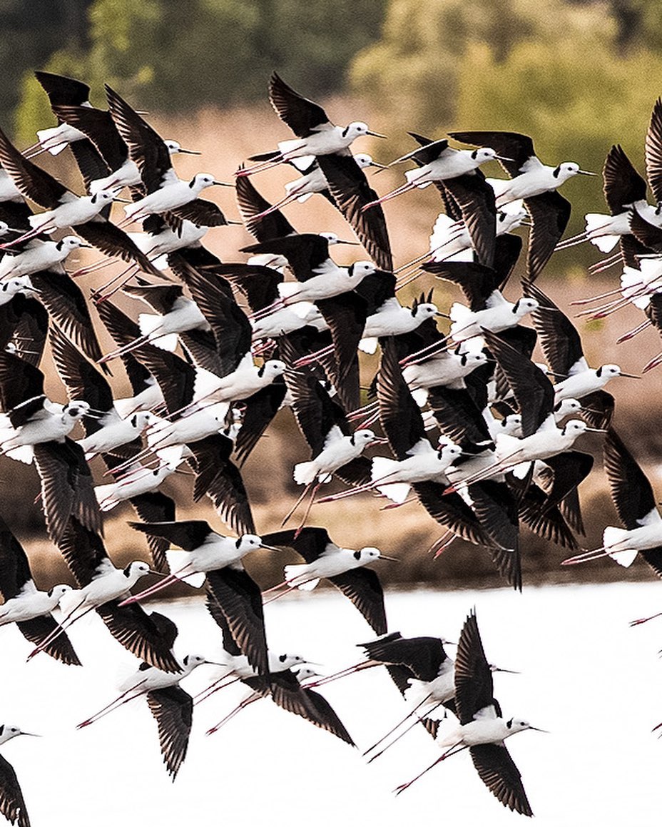 Townsville North Queensland tweet media