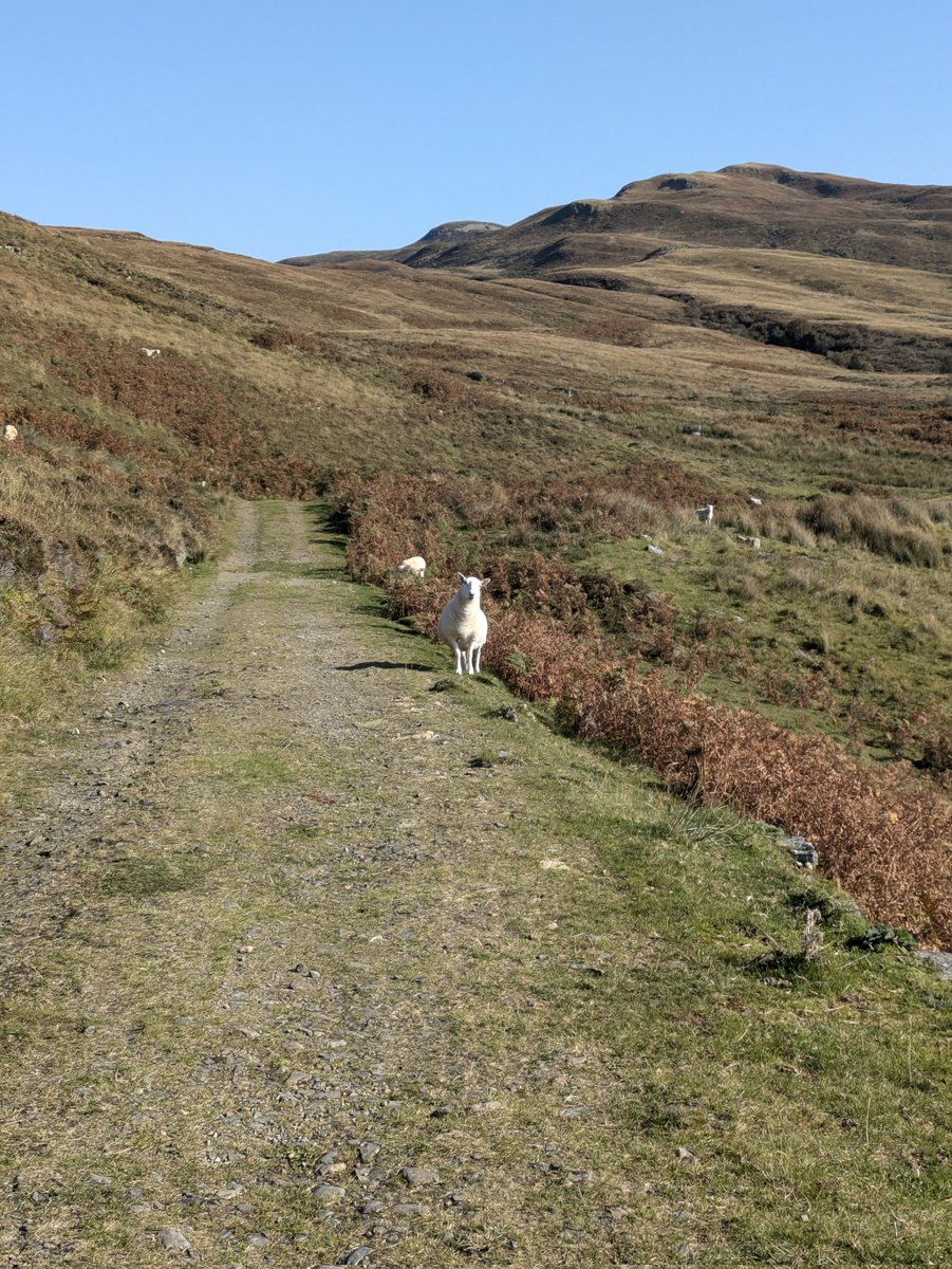 Last day of photos from the Skye field course. The students have mapped around Camas Malag to understand the geological history of the area. Another sunny day and lots of sheep.