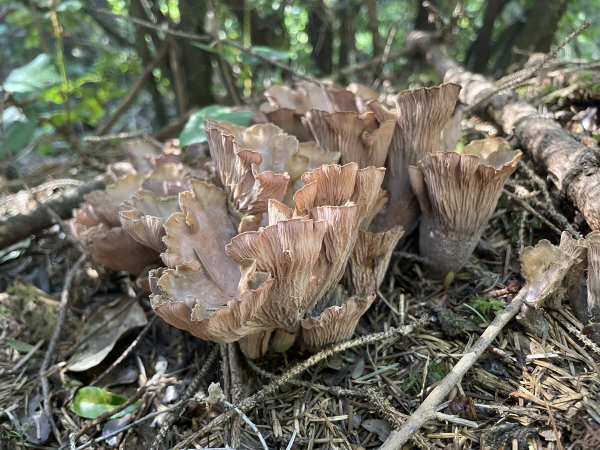 ratchet2188's tweet photo. Violet chanterelles are doing nicely now https://t.co/IpZIOCnPSR