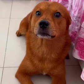 <a href="/idrawline/">mitch</a> bro $XIAO is the only fresh real memecoin rn

$XIAO $XIAO $XIAO