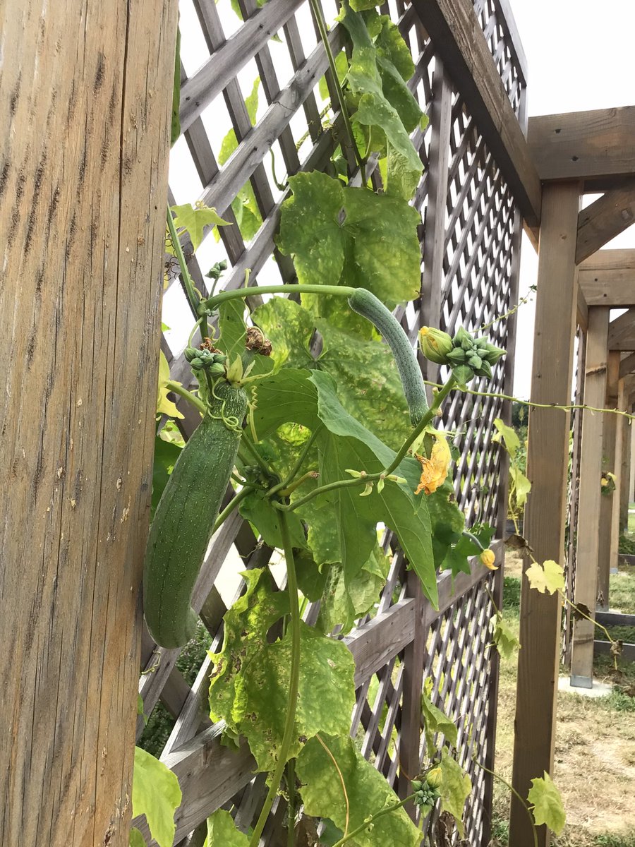 Lindsey Mueller(she/her) tweet media