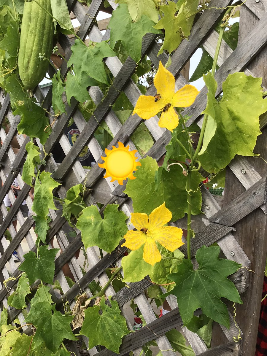 Lindsey Mueller(she/her) tweet media