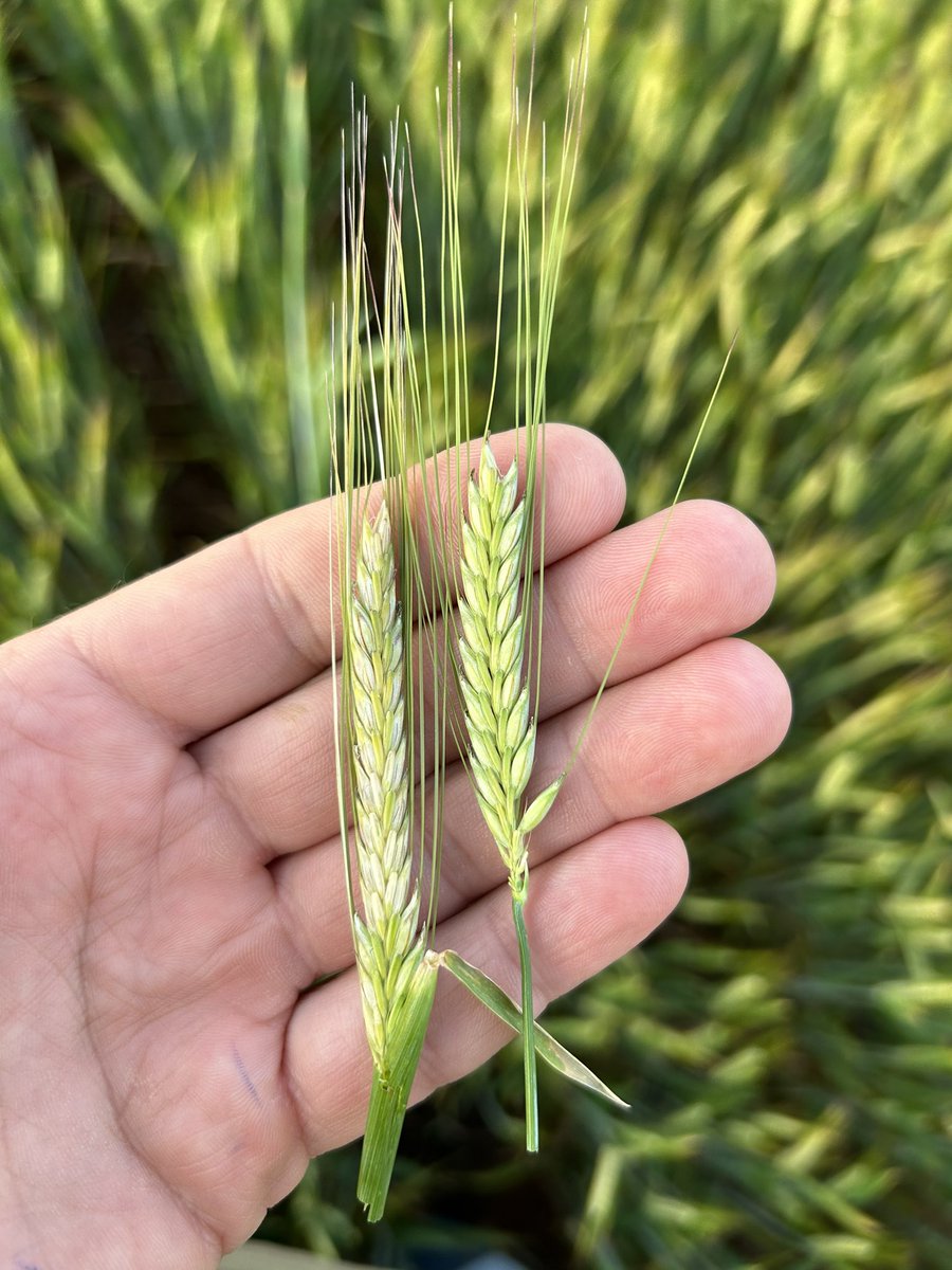 Rohan Brill tweet media