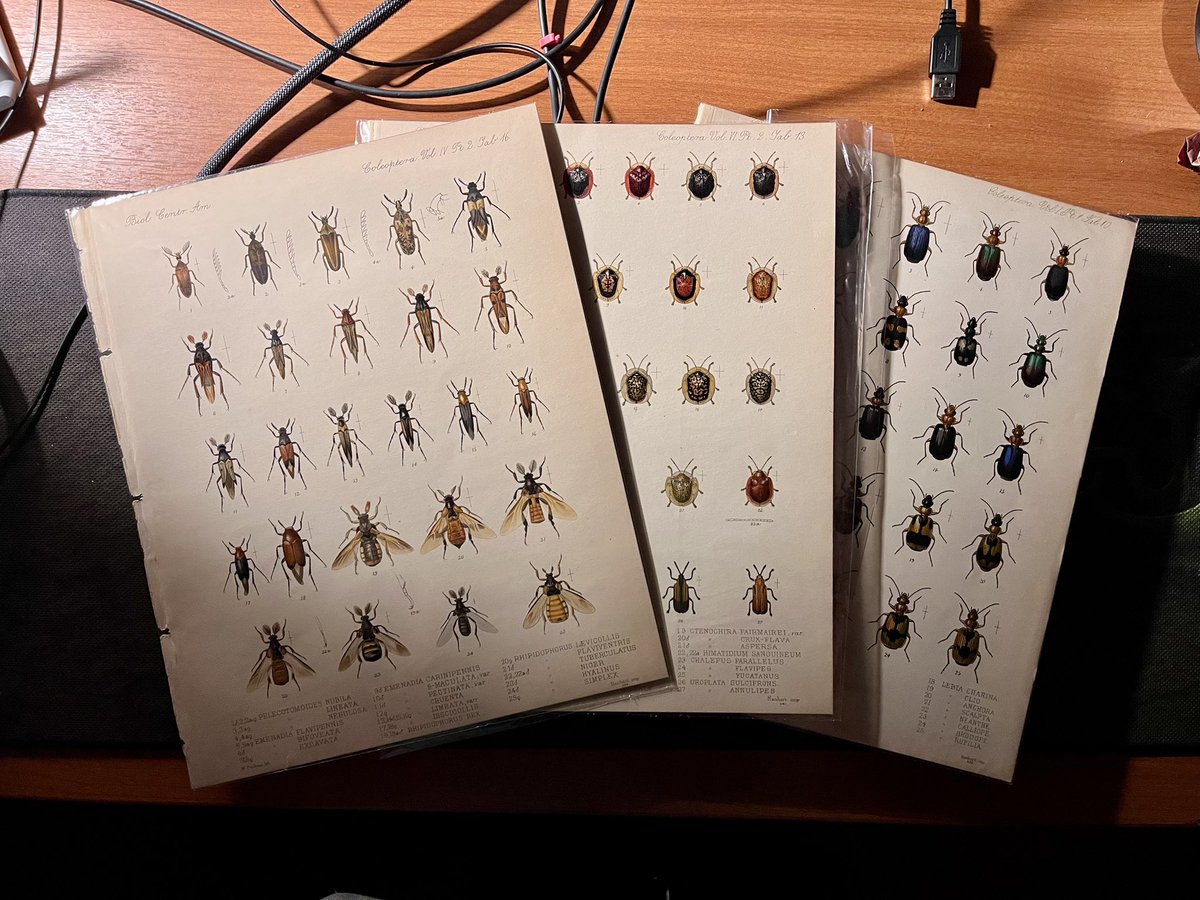 Cool find today at the antique book fair of Buenos Aires. A few plates from the Coleoptera volumes of Biologia Centrali-Americana (1886)