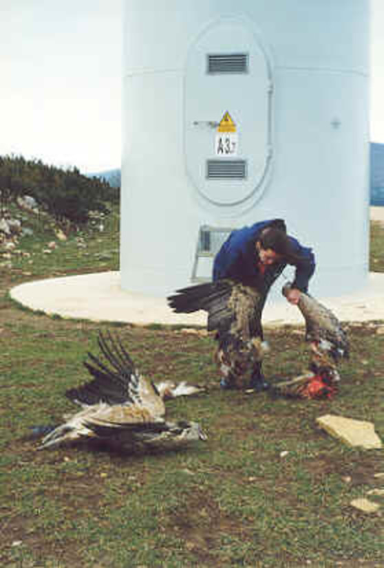 claren0elle's tweet photo. The number of birds injured by wind farms is NOT insignificant.

Wind farms collectively kill over 1.4 million birds per year.

A single windfarm annually kills:

300 red-tailed hawks
333 American kestrels
380 burrowing owls
2,526 rock doves
2,557 western meadowlarks https://t.co/JiVcYJOzOp