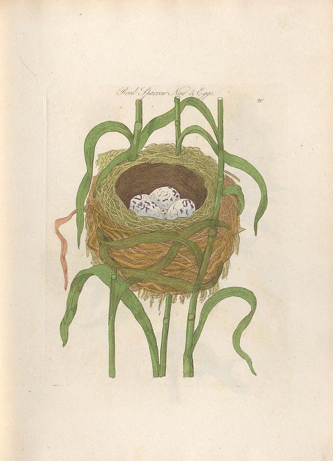 New to BHL this month: Harmonia ruralis: a natural history of British song birds illustrated with figures, the size of life ... in their most natural attitudes, their nests and eggs (1845) biodiversitylibrary.org/page/63894402 from <a href="/museumsvictoria/">Museums Victoria</a>'s Rare Book Collection. cc <a href="/atlaslivingaust/">Atlas of Living Aust</a>