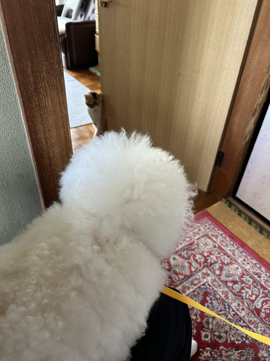 おはようございます🌞
昨日お友達のぴーちゃん😺ちへ遊びにいきました。