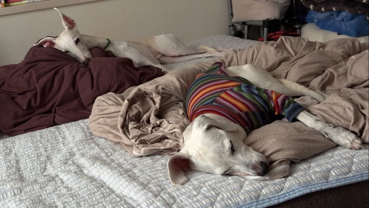mocha_mill's tweet photo. 🐾20240922🌨️☔️♨️
_
#beagle / #italiangreyhound #scenthound #whippet #sighthound #dog #photo #art #dogs #doglove #doglovers #doggy #picpets #photography https://t.co/xDztp1kqjd