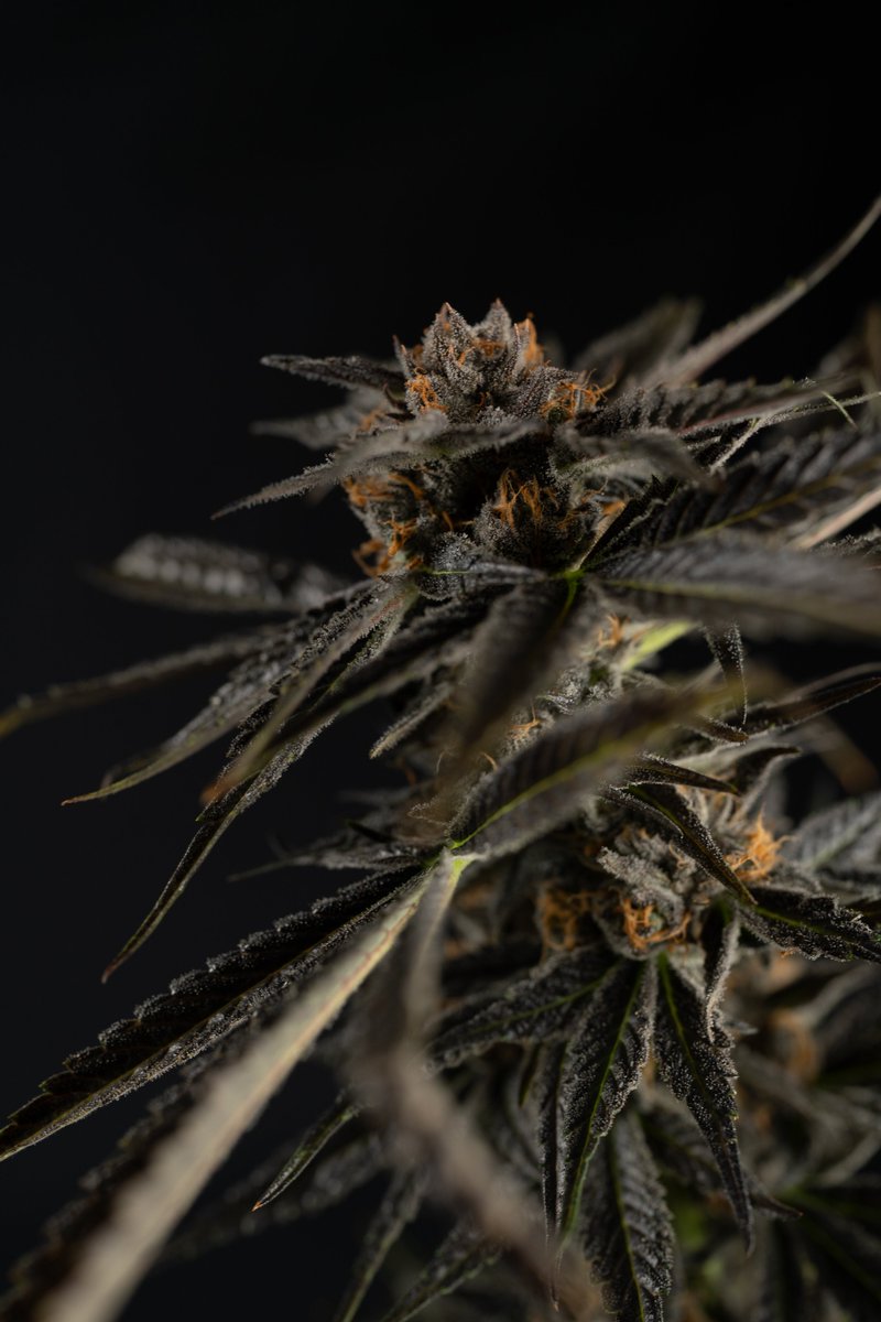 GreenLabsMi's tweet photo. Grape Gouda - Dutch Touch Genetics from recent harvest ππ§
#cannabis #cannabisculture #cannabiscommunity #Michigan #puremichigan #harvest #grow #qualityprovesitself #dutchtouch #michigansfinestflowerandextracts https://t.co/zNUEPRsp2T