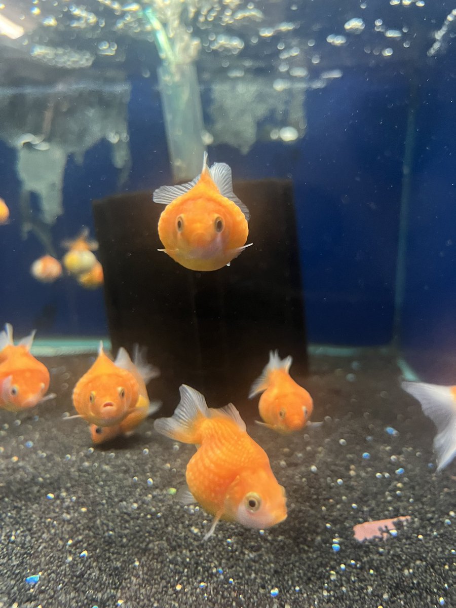 chuumoonie's tweet image. went to da pet store today 🐠