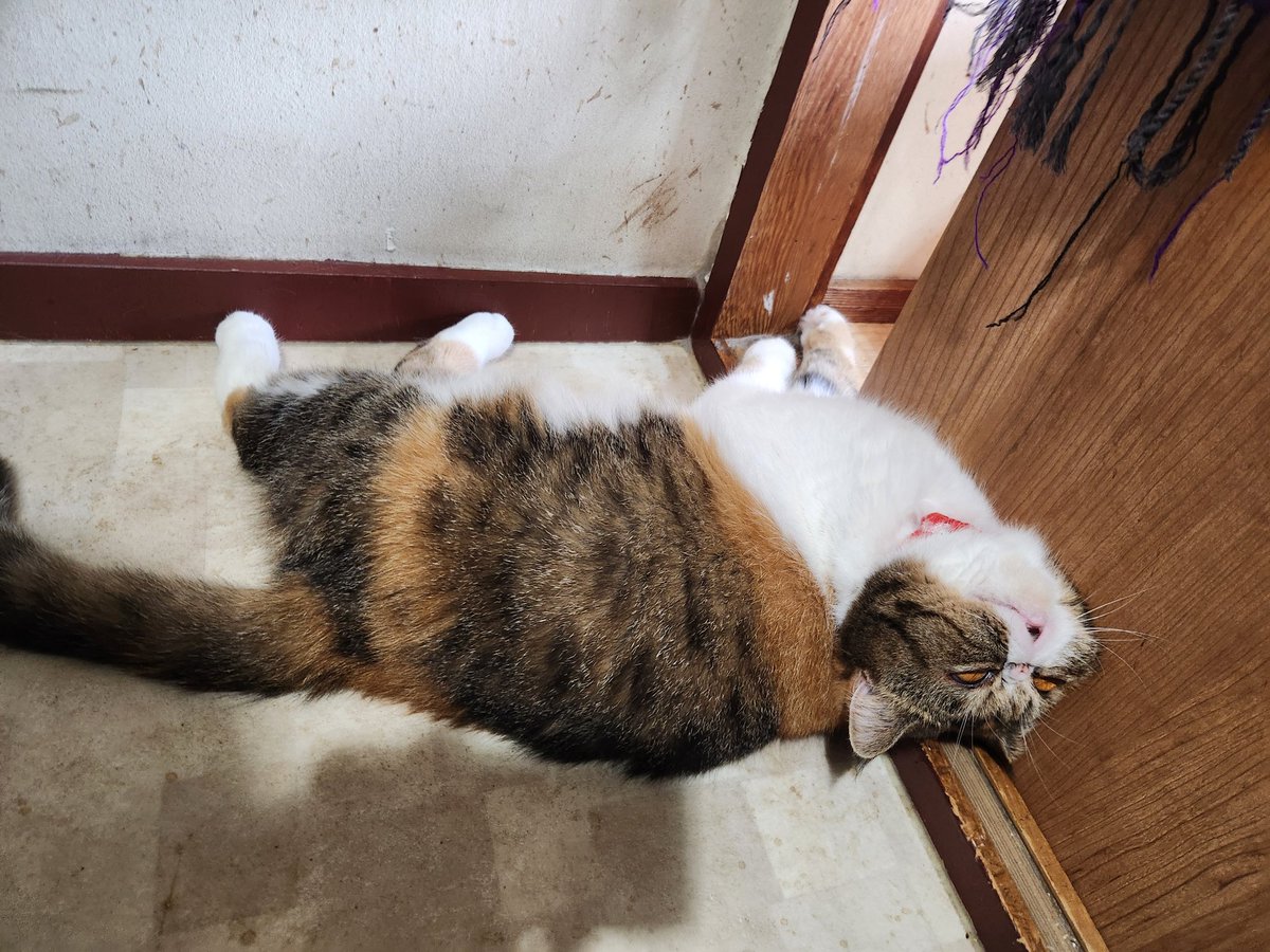 joss_aqua's tweet photo. 目を開けたまま熟睡中のふうちゃん
…怖えーよ

#エキゾチックショートヘア
#猫好きさんと繋がりたい
#猫のいる幸せ 
#猫がいる生活 https://t.co/XaFRvSUl4i