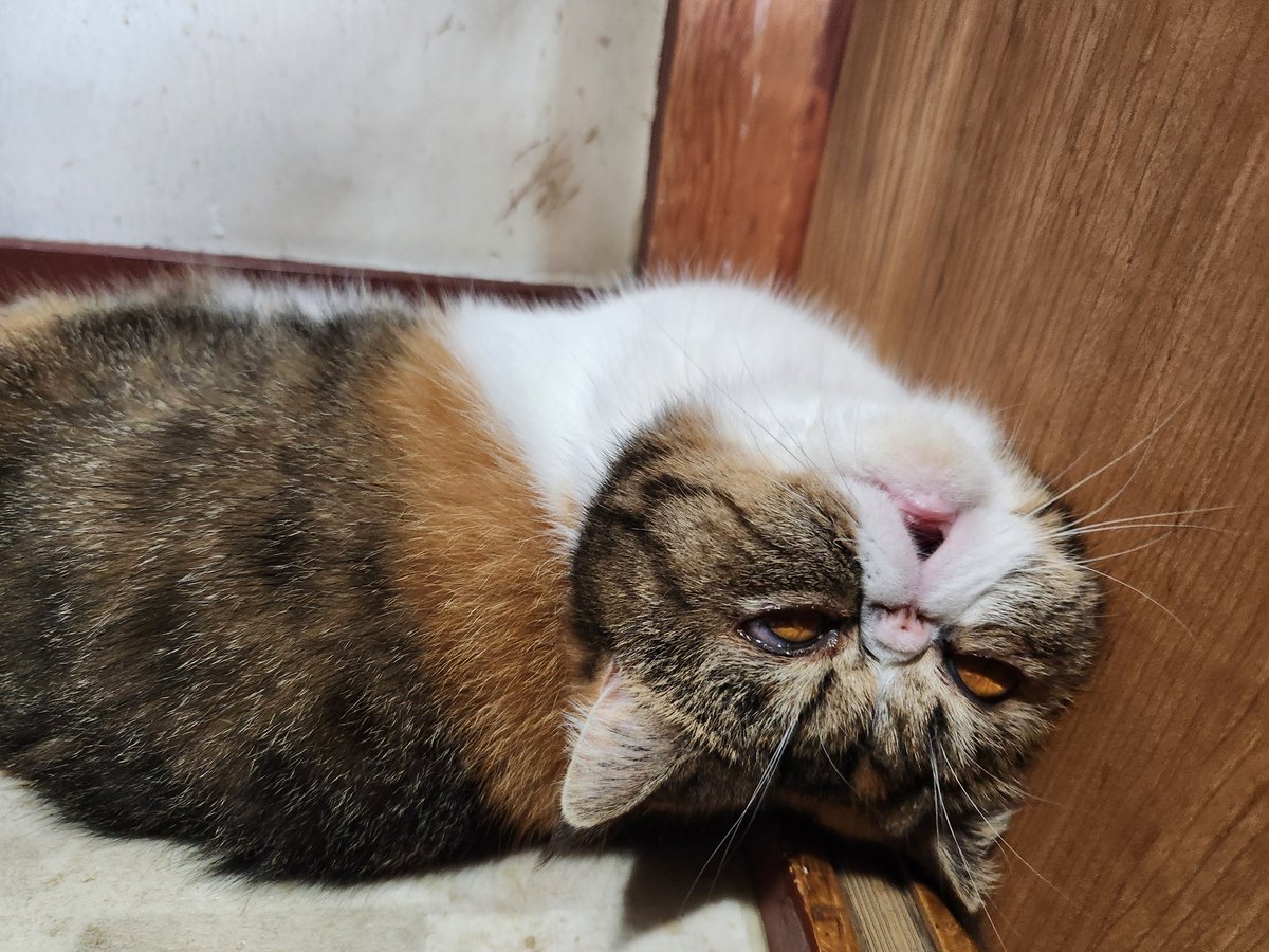 joss_aqua's tweet photo. 目を開けたまま熟睡中のふうちゃん
…怖えーよ

#エキゾチックショートヘア
#猫好きさんと繋がりたい
#猫のいる幸せ 
#猫がいる生活 https://t.co/XaFRvSUl4i