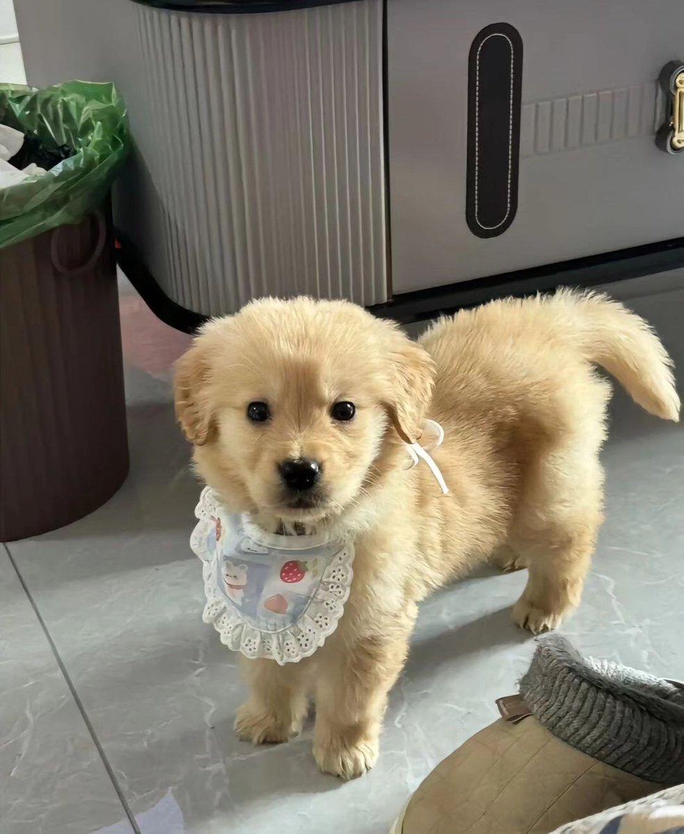 puppies video tweet media