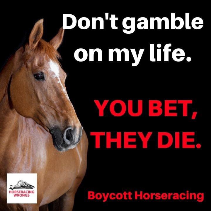 Human “athletes” like <a href="/tkelce/">Travis Kelce</a> made a choice to play. Horses used for racing like Swift Delivery don’t get that choice—they’re forced into a life of suffering. End your relationship with animal cruelty. #TravisKelce #TaylorSwift #Chiefs #AnimalsDeserveFreedom #ChiefsKingdom