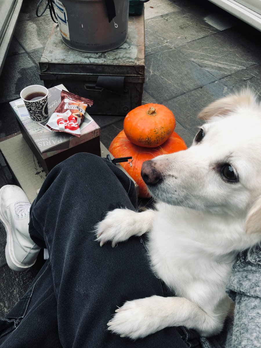 PaWonderz's tweet photo. When you’re just trying to enjoy a cozy fall moment, but your dog is plotting to steal your pumpkin spice latte ☕🐾 https://t.co/XHcZj2mdyz
