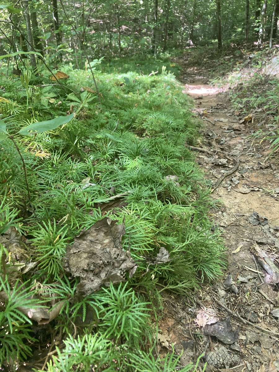 RawsomeSocks's tweet photo. I love these little plants!

When I’m running and I see them lining the trail like this, I imagine they’re spectators cheering me on. https://t.co/889VkwruGH