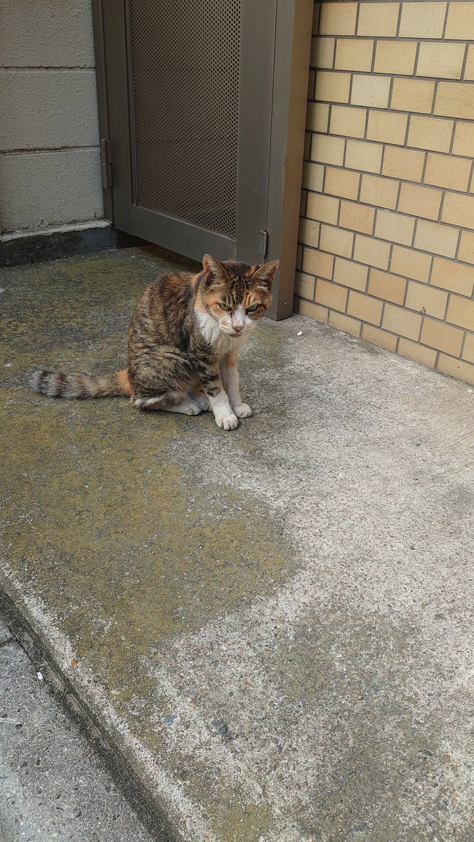 ムト (@mutomuto789) on Twitter photo 