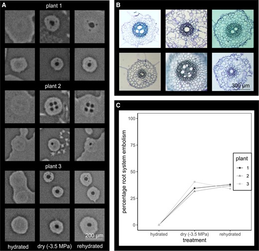 Ibrahim Bourbia (@ibrahimbourbia) on Twitter photo Do cavitated roots refill upon rewatering? The answer is no in wheat. Check out our latest paper in <a href="/PlantPhys/">Plant Physiology</a> by the brilliant Beatrice (<a href="/BotanistBea/">Beatrice Harrison Day</a> ) and <a href="/Brodribb_Lab/">Brodribb Lab</a> team.
<a href="/KatePlantPhys/">Dr. Kate Johnson</a> <a href="/Vane_Tonet/">Vanessa Tonet</a>, Chris Blackman <a href="/CoEPlantSuccess/">ARC Centre of Excellence for Plant Success</a>
doi.org/10.1093/plphys… Do cavitated roots refill upon rewatering? The answer is no in wheat. Check out our latest paper in <a href="/PlantPhys/">Plant Physiology</a> by the brilliant Beatrice (<a href="/BotanistBea/">Beatrice Harrison Day</a> ) and <a href="/Brodribb_Lab/">Brodribb Lab</a> team.
<a href="/KatePlantPhys/">Dr. Kate Johnson</a> <a href="/Vane_Tonet/">Vanessa Tonet</a>, Chris Blackman <a href="/CoEPlantSuccess/">ARC Centre of Excellence for Plant Success</a>
doi.org/10.1093/plphys…