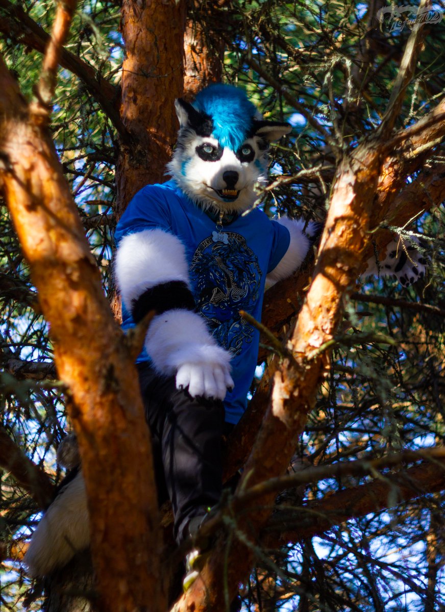 LefanNolim's tweet photo. #sillycon #furry #fursuit https://t.co/nwO1XD2rhR