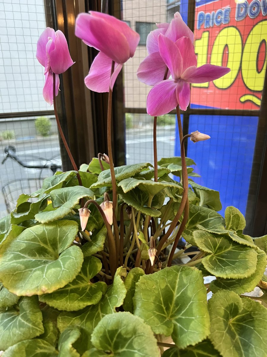 daini_kurinoyu's tweet image. #例のシクラメン 💐
まだまだ❣️  咲く～感じ❣️
 #ステキ 🤗✨

今日は～ #パンダ湯  🐼🐾

 #大田区  #鵜の木  #銭湯  #第二栗の湯  #シクラメン  #にゃー 🐱♨️𓈒𓂂𓏸