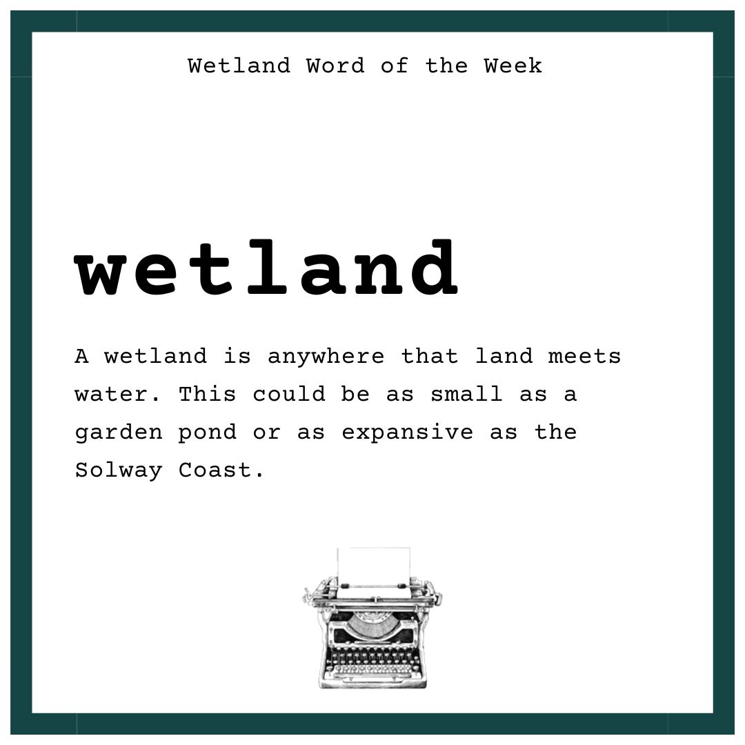WWT Caerlaverock (@wwtcaerlaverock) on Twitter photo It is Scottish Climate Week so we are celebrating how WETLANDS can tackle the climate crisis.
A wetland is anywhere land meets water and they are some of our most vulnerable habitats but also some of our greatest tools to fight climate change.
#ScotClimateWeek <a href="/ScotGovNetZero/">Net Zero Scotland</a> It is Scottish Climate Week so we are celebrating how WETLANDS can tackle the climate crisis.
A wetland is anywhere land meets water and they are some of our most vulnerable habitats but also some of our greatest tools to fight climate change.
#ScotClimateWeek <a href="/ScotGovNetZero/">Net Zero Scotland</a>