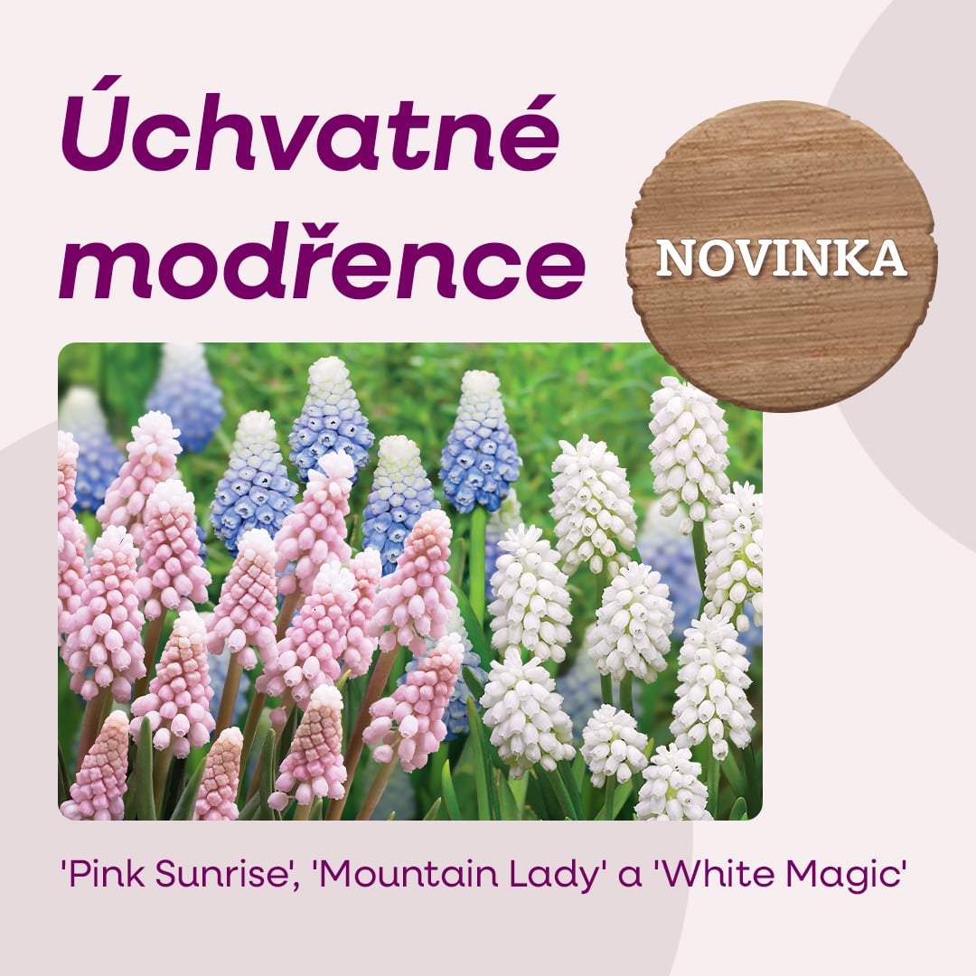 STARKLzahradnik's tweet image. NEPŘEHLÉDNĚTE!
🌾 NOVINKY V E-SHOPU: MODŘENCE &apos;PINK SUNRISE&apos;, &apos;MOUNTAIN LADY&apos; A &apos;WHITE MAGIC&apos; 🍁

👉 eshop.starkl.com/novinky-modren…

#modrence #muscari #PinkSunrise #MountainLady #WhiteMagic #novinky #starkl #josefstarkl #starklzahradnik