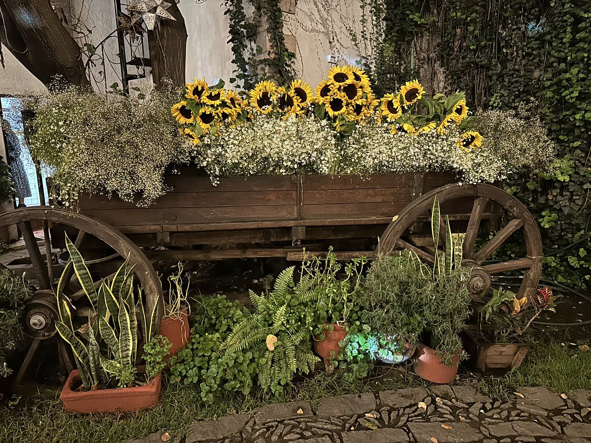 🌻🌿🌻🌿🌻🌿