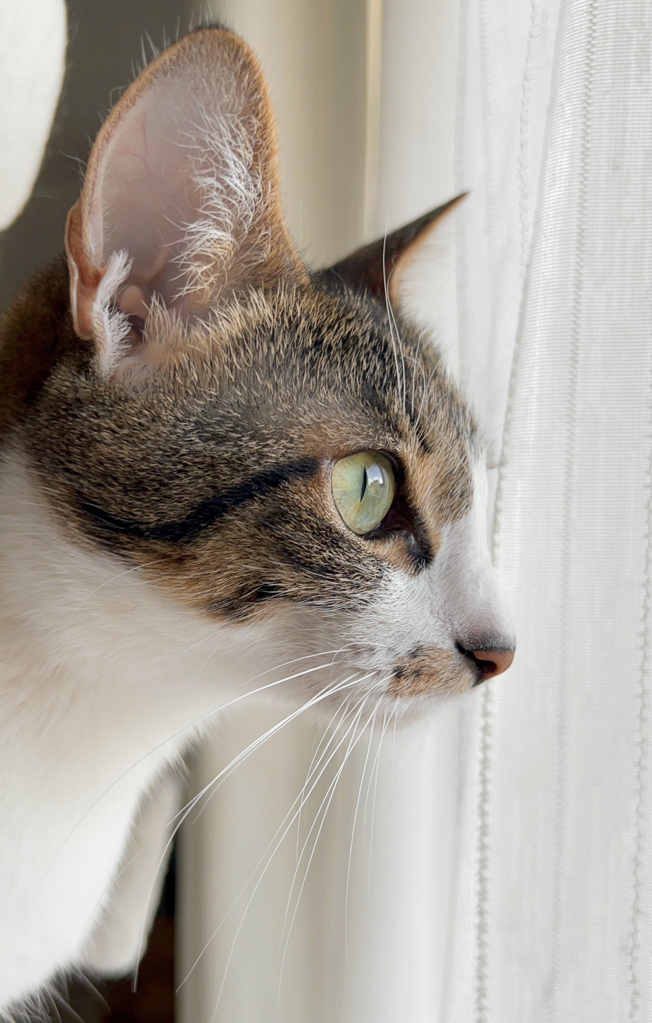 ねこにゃん zuttonyan_official 様より この度Amazonで新発売された 「4in1