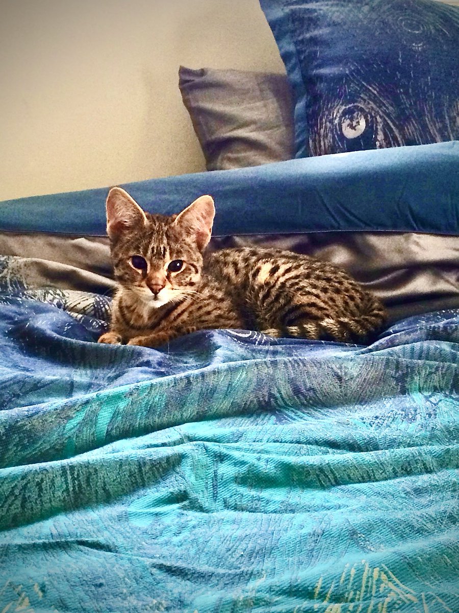 jpoptrix's tweet image. Baby Dooley, forlorn in his quarantine room after his first night in his new home.  2 weeks away from meeting his bestie and biological big brother.  Coming up on 10 years old, he and his brother are inseparable, tearing it up, wrestling and loving up on one another.