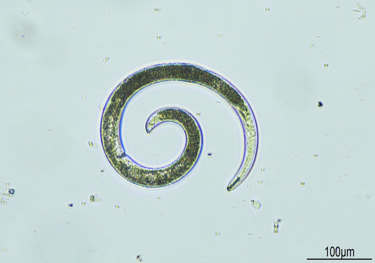 It’s a big learning curve for us to enable to obtain good DNA sequences from single nematodes which we rely on for accurate ID
This species is quite wide spread though no damage seen and more likely to be first time IDed in NSW cotton
<a href="/CottonResearch/">CRDC</a> <a href="/NSW_AGRONOMY/">NSW Agronomy</a> <a href="/AusCottonSci/">Australian Cotton Science</a>