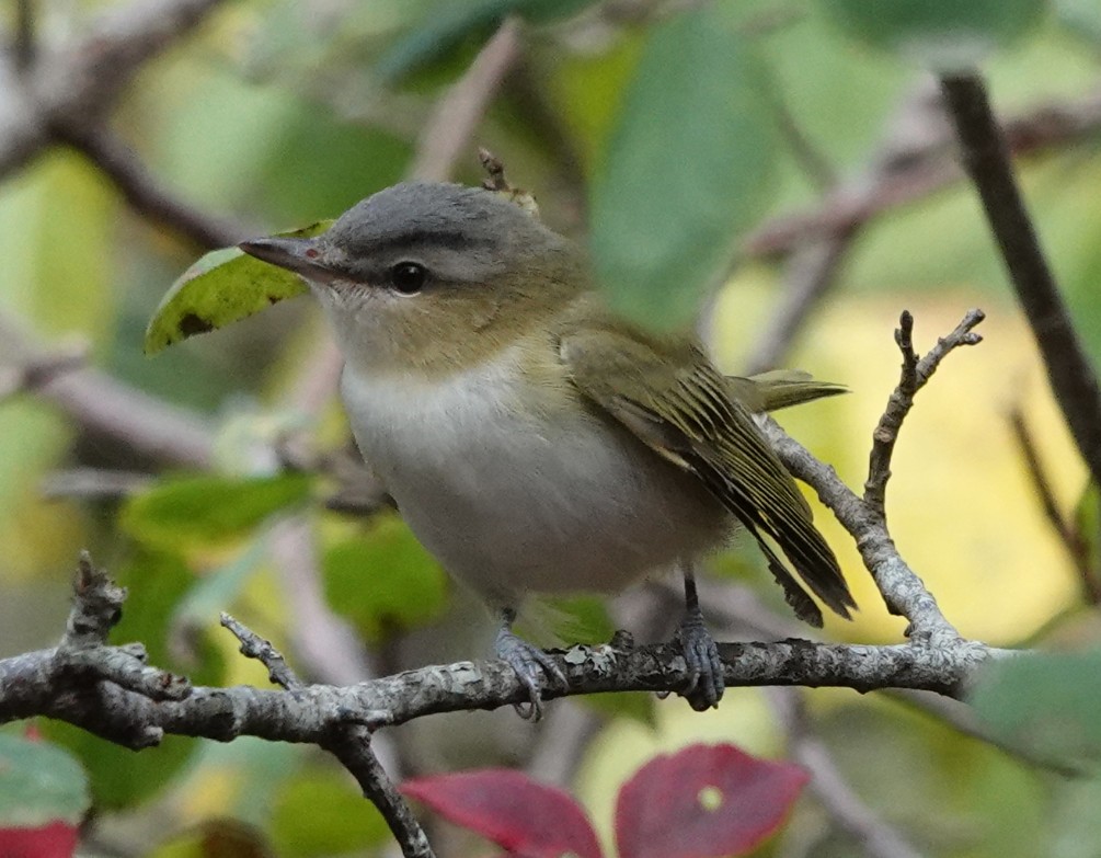 Martin Pitt tweet media