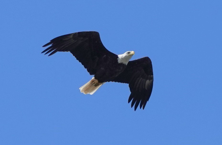 Martin Pitt tweet media