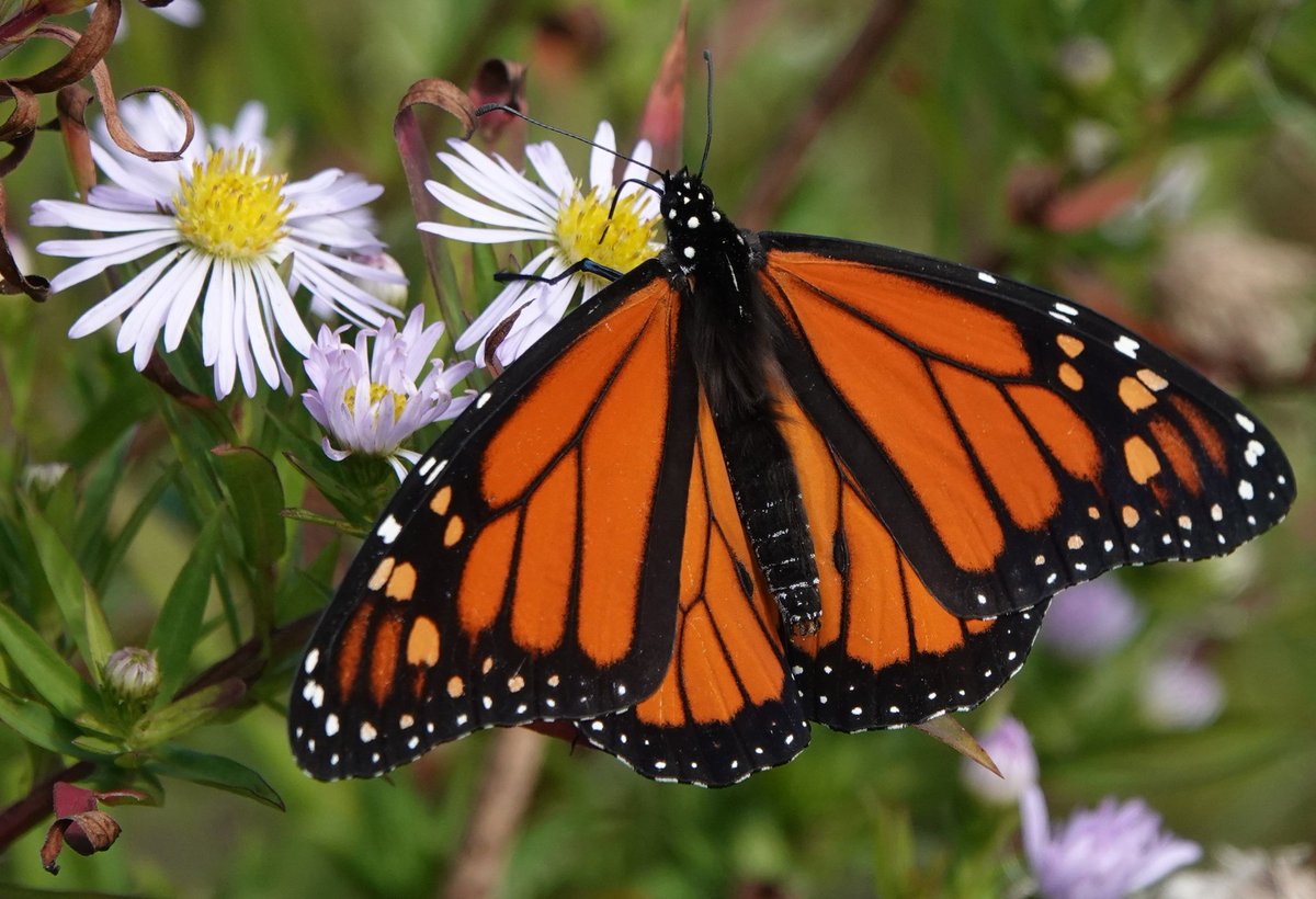 Martin Pitt tweet media