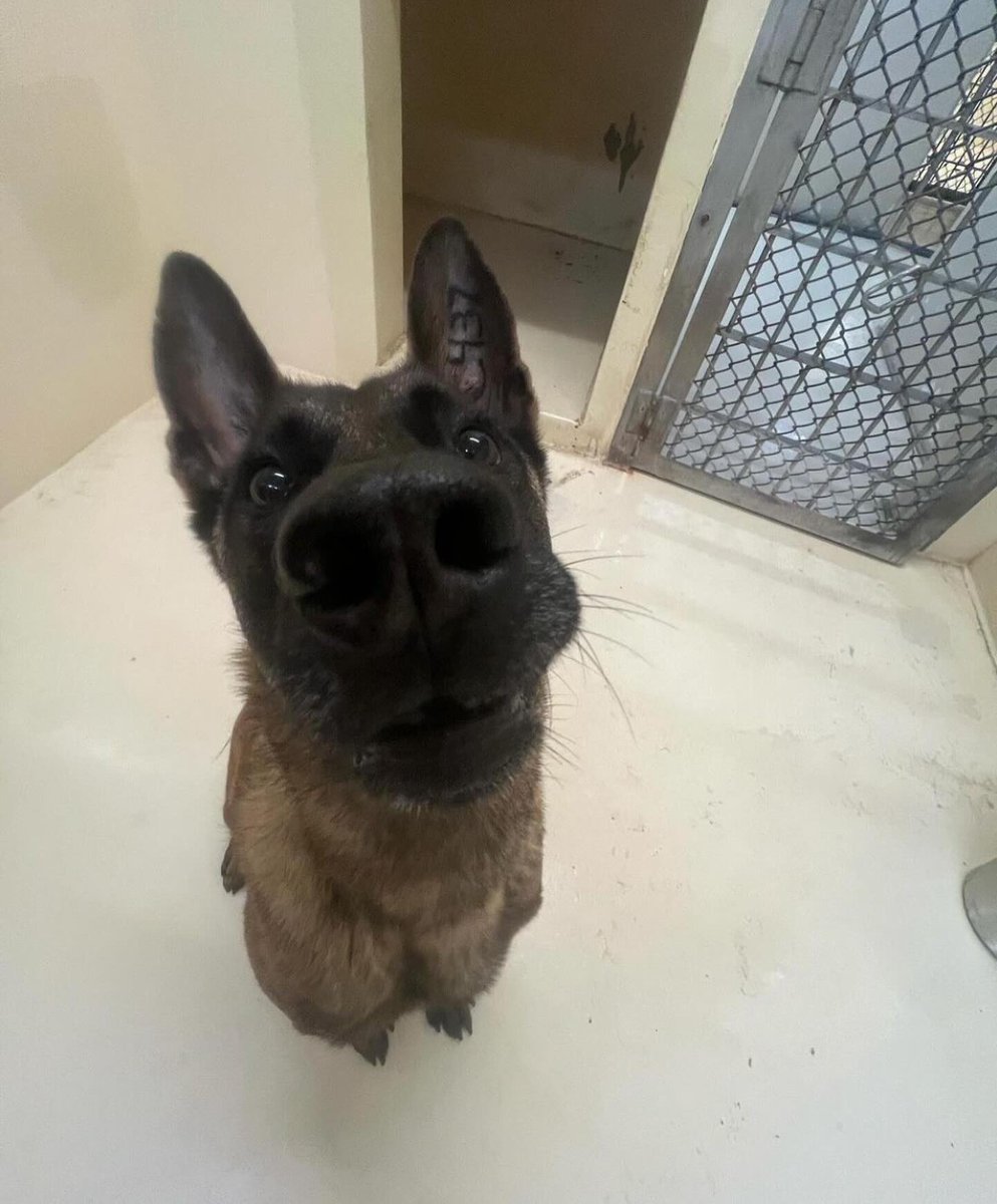 MilitaryWorkingDogs tweet media