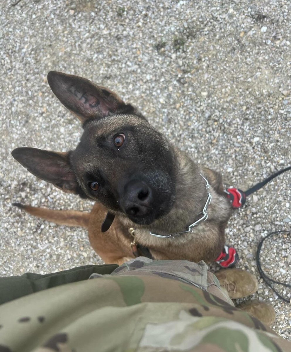 MilitaryWorkingDogs tweet media