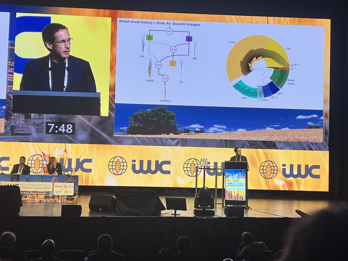 SurbhiG6's tweet photo. Very interesting talk by @simonkrattinger  from @KaustResearch on history of bread wheat genome and natural introgressions in D genome #IWC2024Perth https://t.co/UduQKXQhAe