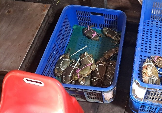asronismae12's tweet photo. Jum'at(5/07/24), Asroni EA, Luhkan Kab Penajam Paser Utara, di KUB Maju Bersama Ds Babulu Laut, melaporkan tangkapan Kepiting, alat tangkap bubu, total sebanyak 28 kg, harga jual Rp.
30.000 - 55.000/kg

#GiatLuhkanSatminkalTegal #KabPenajamPaserUtara #produksi https://t.co/DbigeSoj4L