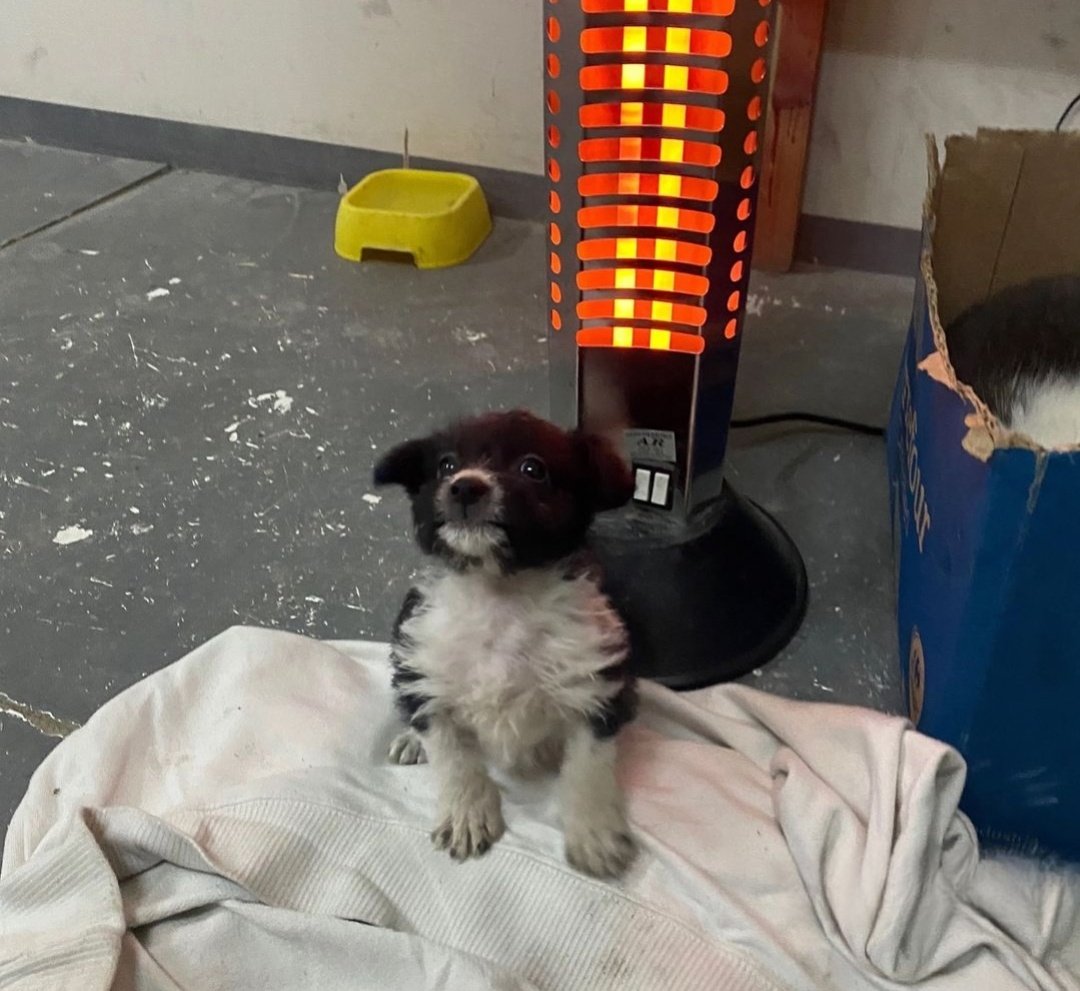 En tigre rescataron del frío a un perrito de 40 dias (el matias)
Descubrió la estufa 
Y ahora se lo ve re feliz al loco jsjs