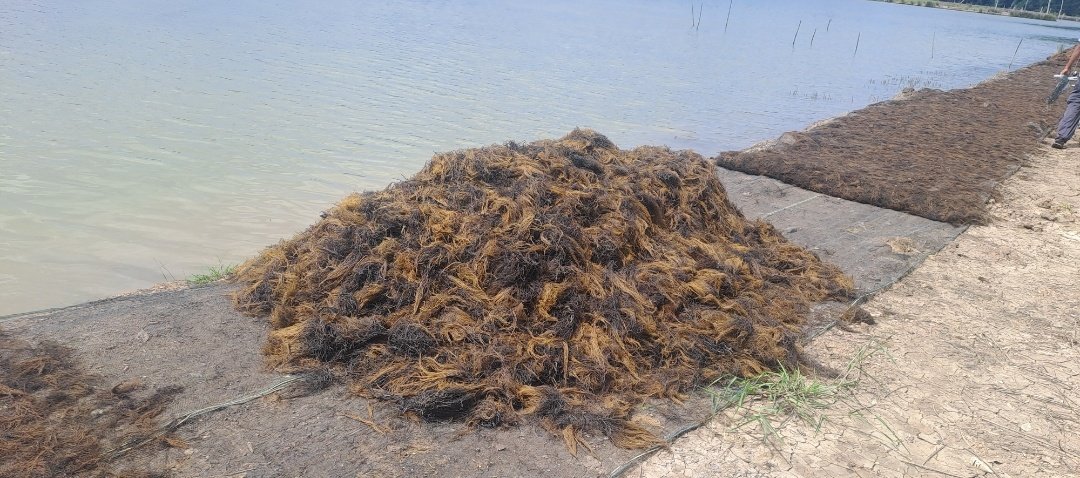 asronismae12's tweet photo. Selasa (9/07/24), Asroni EA, Luhkan Kab Penajam Paser Utara, 
di Pokdakan Mega Buana Ds Babulu Laut, mendampingi Panen Rumput Laut (gracilaria), tradisional, sebanyak 2.200 kg, 
luas tambak 2,5 ha, harga 3.400/kg

#GiatLuhkanSatminkalTegal #KabPenajamPaserUtara #Panen https://t.co/pETJyI92hZ