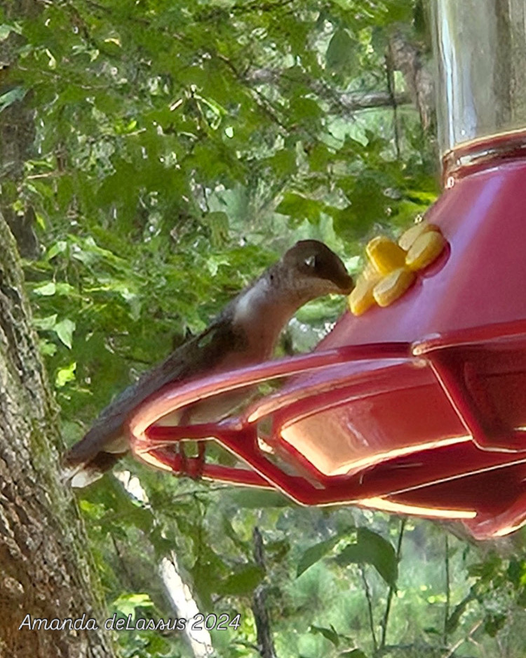 cssml_vrs's tweet photo. Just a hummingbird, here to cleanse your feed! https://t.co/nnN5YmxqEG