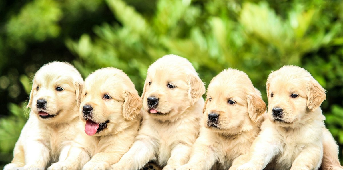 PaWonderz's tweet photo. I didn't choose the pup life, the pup life chose me. 🐾✨ These five little bundles of fluff are melting hearts faster than ice cream in the sun! Who else is in love? 💛 #GoldenPuppySquad #TooCuteToHandle #PuppyLove https://t.co/Pn3ypTNGvA