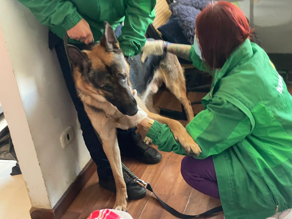 ColombiaOscura's tweet photo. #GRACIAS. A todos los que hicieron eco del caso en unidad residencial en Fontibón donde perrito fue agredido en un ascensor por energúmeno sujeto. @AnimalesBOG fue hasta el lugar y encontró al can en bebas condiciones. Por su parte, nos indican que el agresor se encuentra huyendo https://t.co/Qns26r7iva