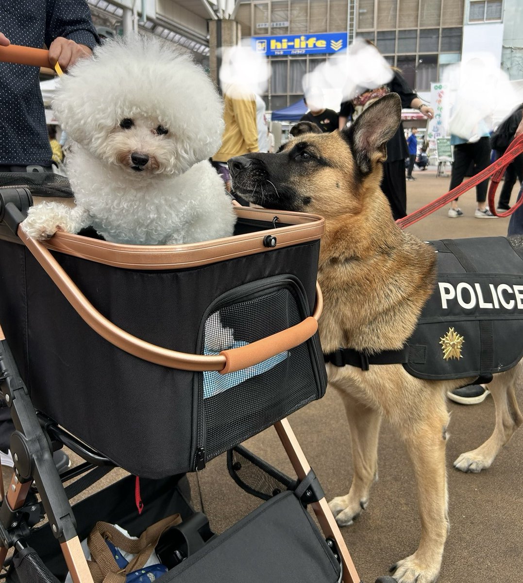 警察犬のお友達
大変なお仕事
いつもみんなを助けてくれてありがとう！