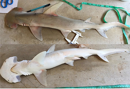 Zootaxa updates tweet media