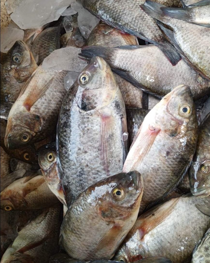 asronismae12's tweet photo. Selasa(06/08/24), Asroni EA, Luhkan Kab Penajam Paser Utara, di KUB Maju Bersama Ds Babulu Laut, melaporkan tangkapan Mujahir, alat tangkap jala, total sebanyak 90 kg, harga jual Rp.
15.000 - 19.000/kg

#GiatLuhkanSatminkalTegal #KabPenajamPaserUtara #produksi https://t.co/DZfytrkrV7