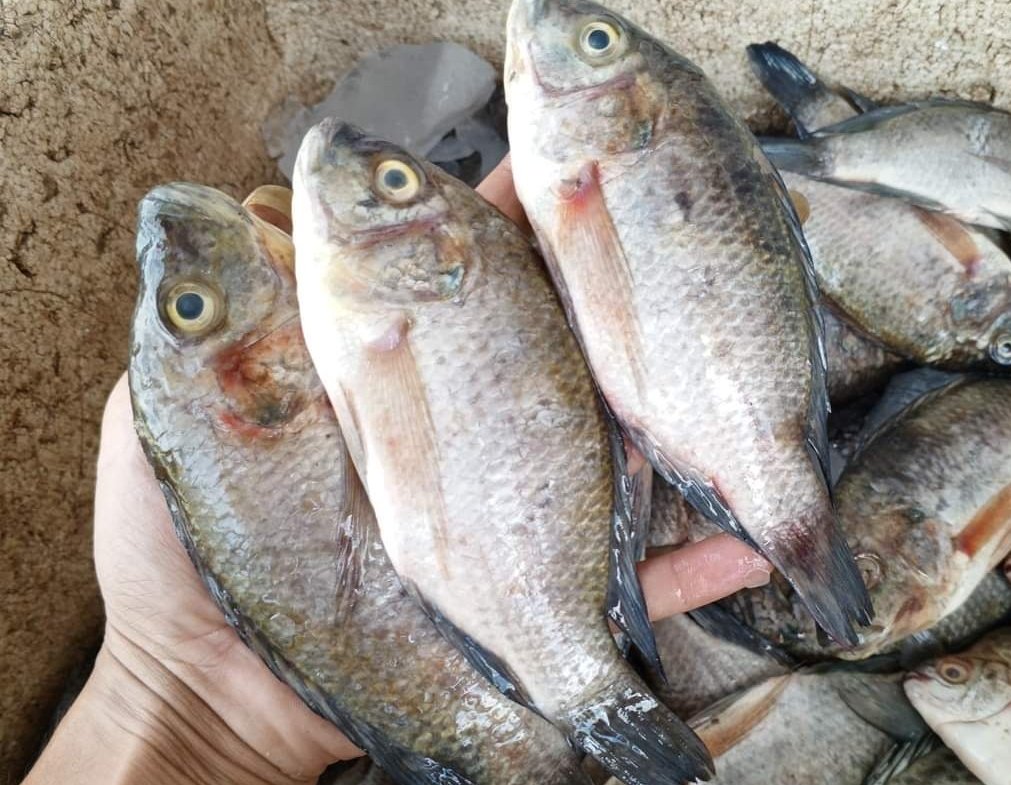 asronismae12's tweet photo. Selasa(06/08/24), Asroni EA, Luhkan Kab Penajam Paser Utara, di KUB Maju Bersama Ds Babulu Laut, melaporkan tangkapan Mujahir, alat tangkap jala, total sebanyak 90 kg, harga jual Rp.
15.000 - 19.000/kg

#GiatLuhkanSatminkalTegal #KabPenajamPaserUtara #produksi https://t.co/DZfytrkrV7